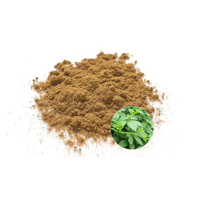 100% Pure Organic Elderberry Extract Powder Bone Health